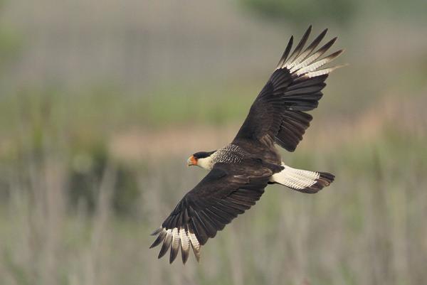 Photo of Caracara cheriway by Greg Lavaty